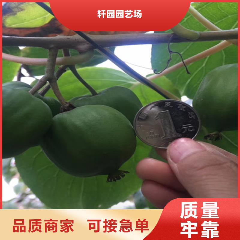 獼猴桃櫻桃苗大庫存無缺貨危機(jī)