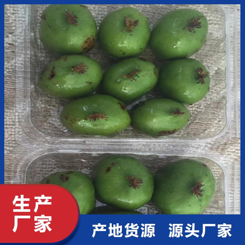 獼猴桃蘋果苗源頭廠商