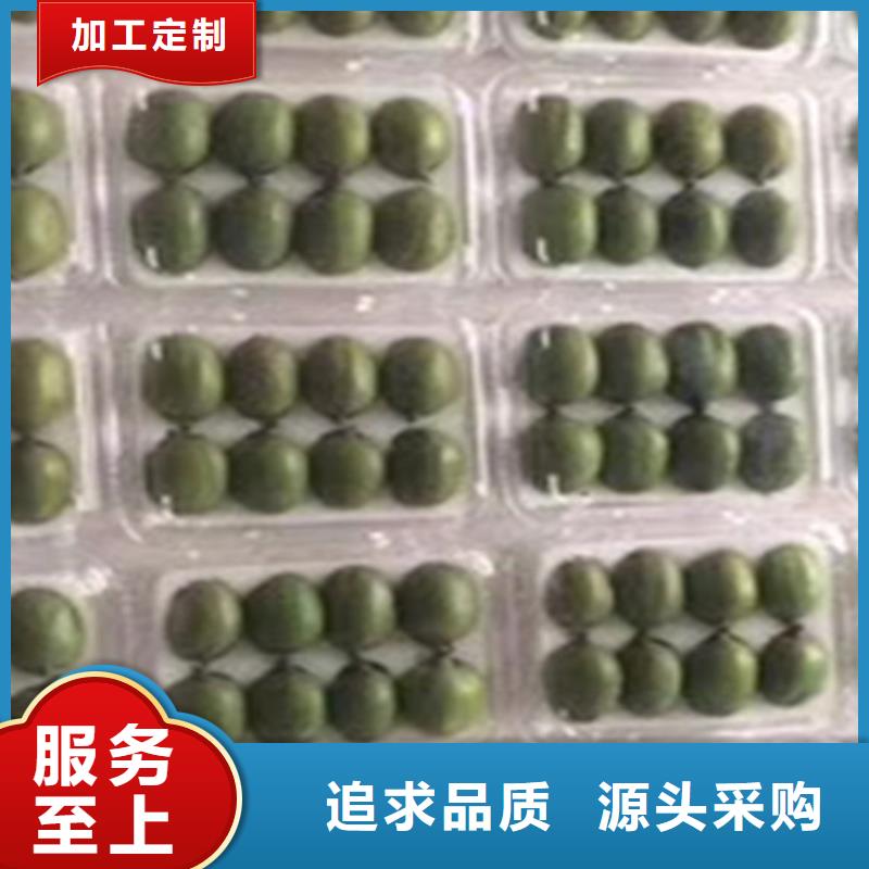 獼猴桃蘋果苗源頭廠商