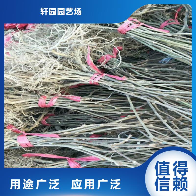 獼猴桃櫻桃苗大庫存無缺貨危機(jī)