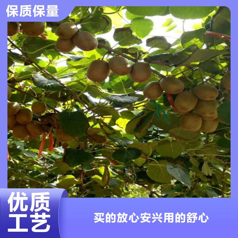 獼猴桃蘋果苗多行業(yè)適用