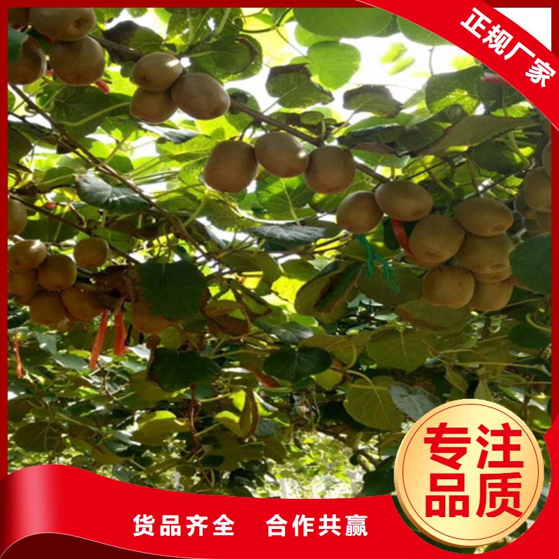 獼猴桃板栗苗嚴(yán)格把控每一處細(xì)節(jié)