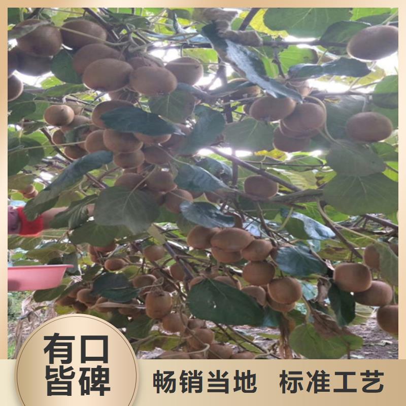 猕猴桃桃树苗市场行情