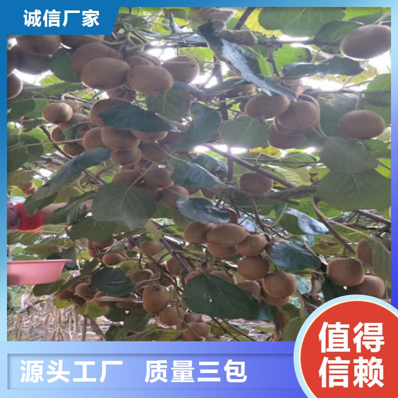 獼猴桃櫻桃苗我們更專業