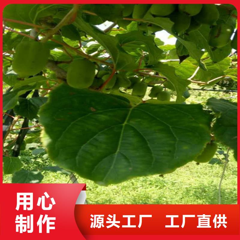 【猕猴桃】樱桃苗质量三包
