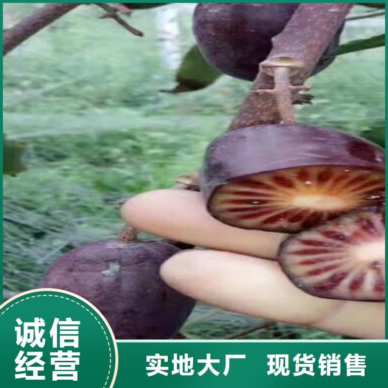 獼猴桃無花果苗自有生產工廠