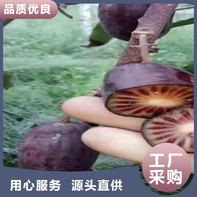 獼猴桃,櫻桃苗核心技術