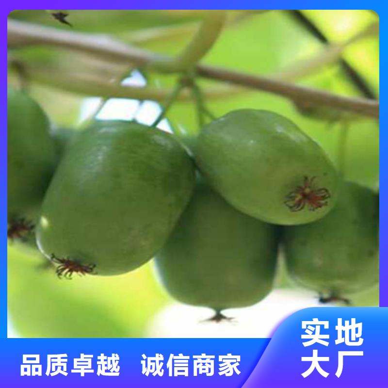 獼猴桃_北美冬青種類豐富