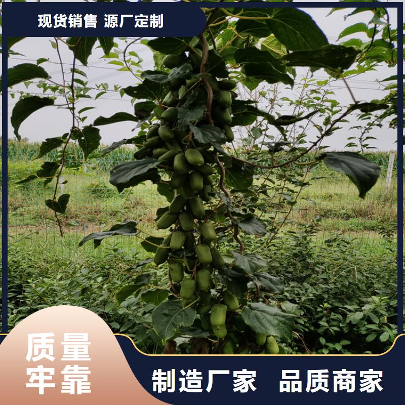猕猴桃3公分软籽石榴苗源头厂家经验丰富