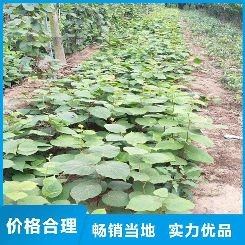 獼猴桃櫻桃苗大廠家實力看得見