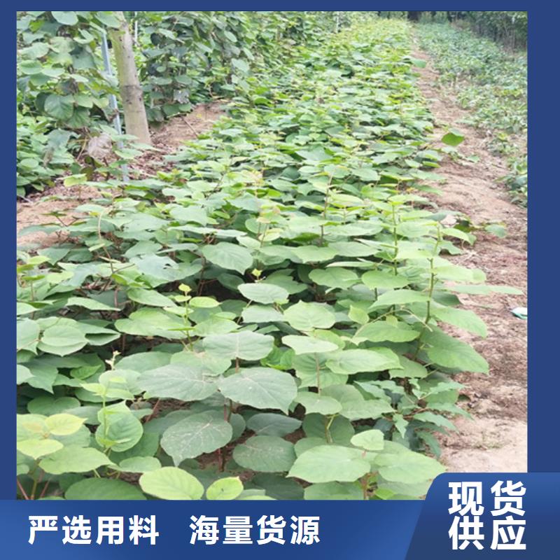 獼猴桃櫻桃苗我們更專業