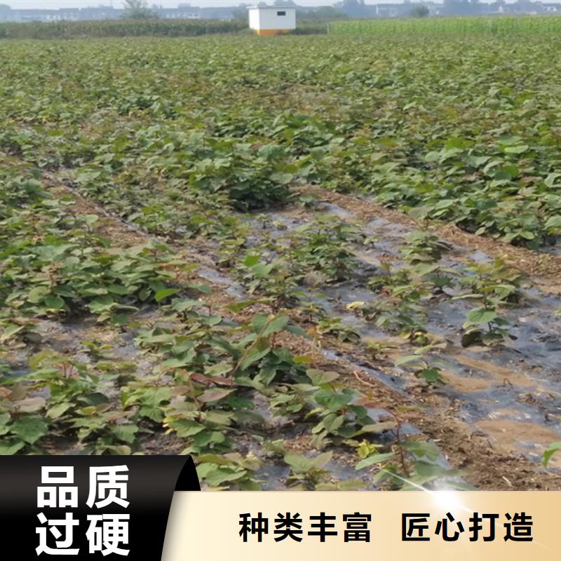 獼猴桃蘋果苗好品質售后無憂