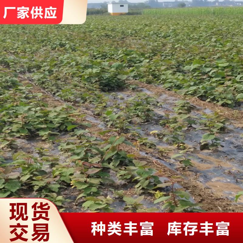 獼猴桃無花果苗自有生產工廠