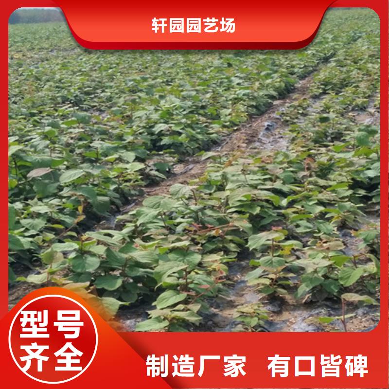 獼猴桃櫻桃苗大庫存無缺貨危機(jī)