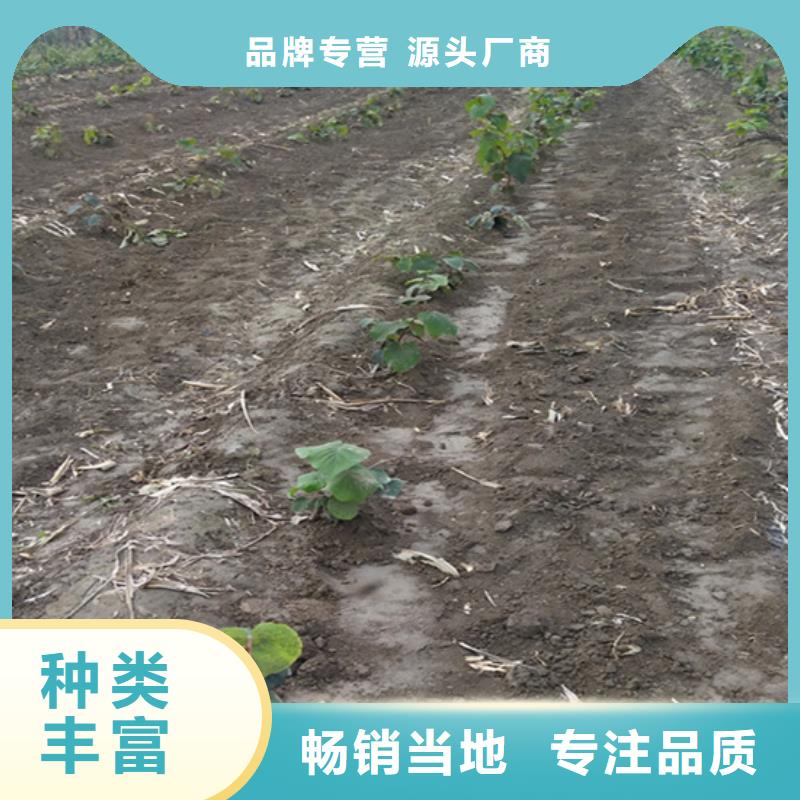獼猴桃無花果苗自有生產工廠