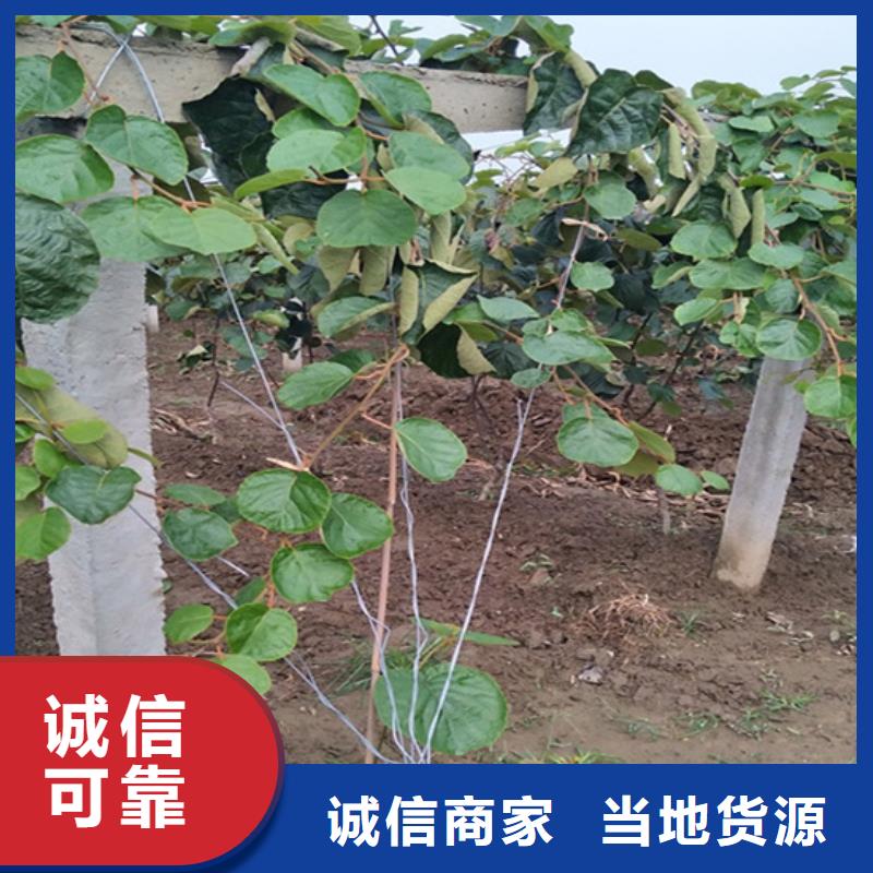 獼猴桃櫻桃苗大庫存無缺貨危機