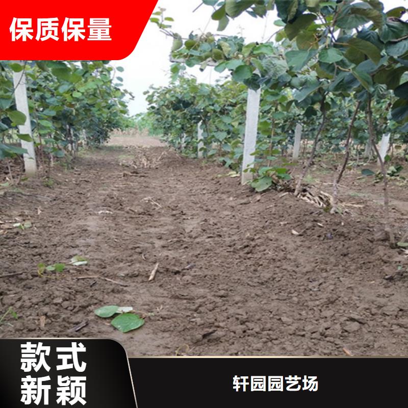 獼猴桃櫻桃苗我們更專業