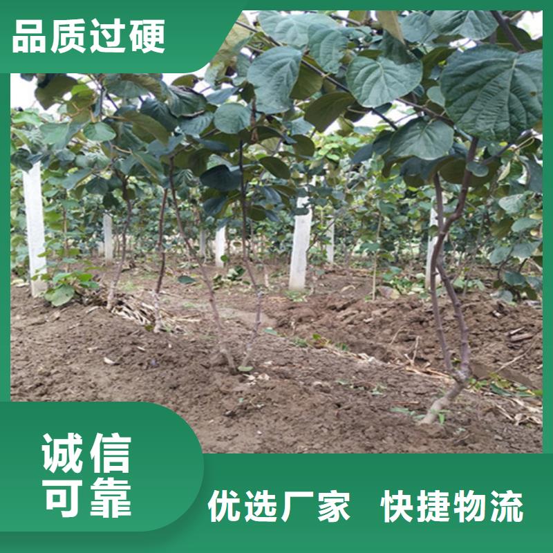 獼猴桃,櫻桃苗核心技術