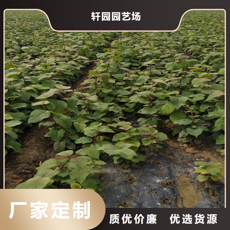 獼猴桃櫻桃苗國標檢測放心購買