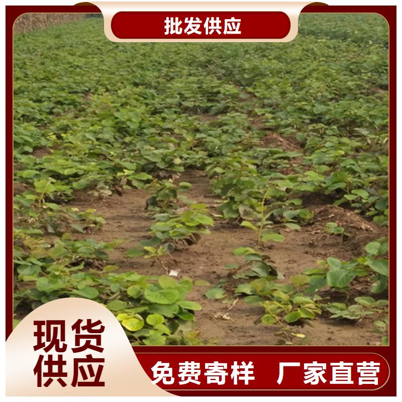 獼猴桃_櫻桃苗質量看得見