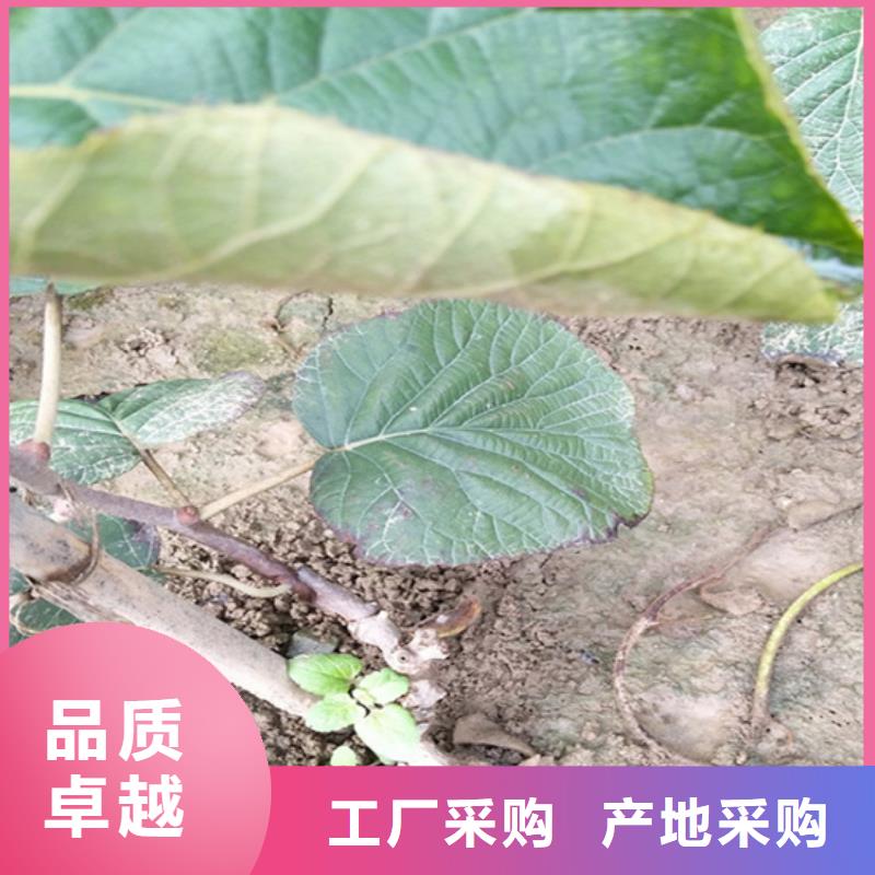 獼猴桃,櫻桃苗核心技術