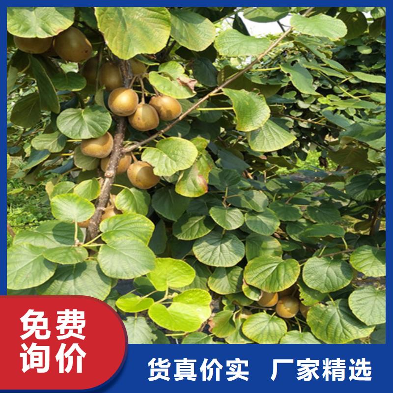 獼猴桃梨樹(shù)苗用心做品質(zhì)