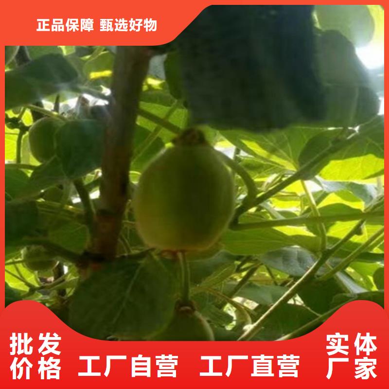 獼猴桃_櫻桃苗質量看得見