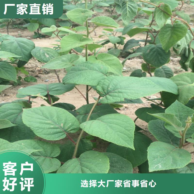 獼猴桃櫻桃苗大庫存無缺貨危機(jī)