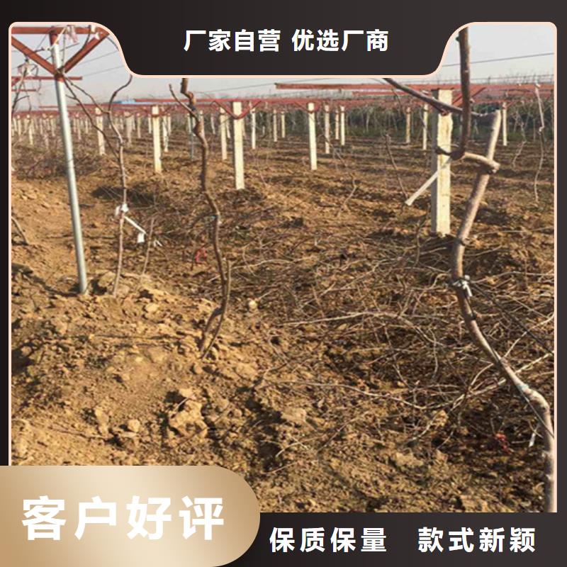 獼猴桃櫻桃苗大庫存無缺貨危機