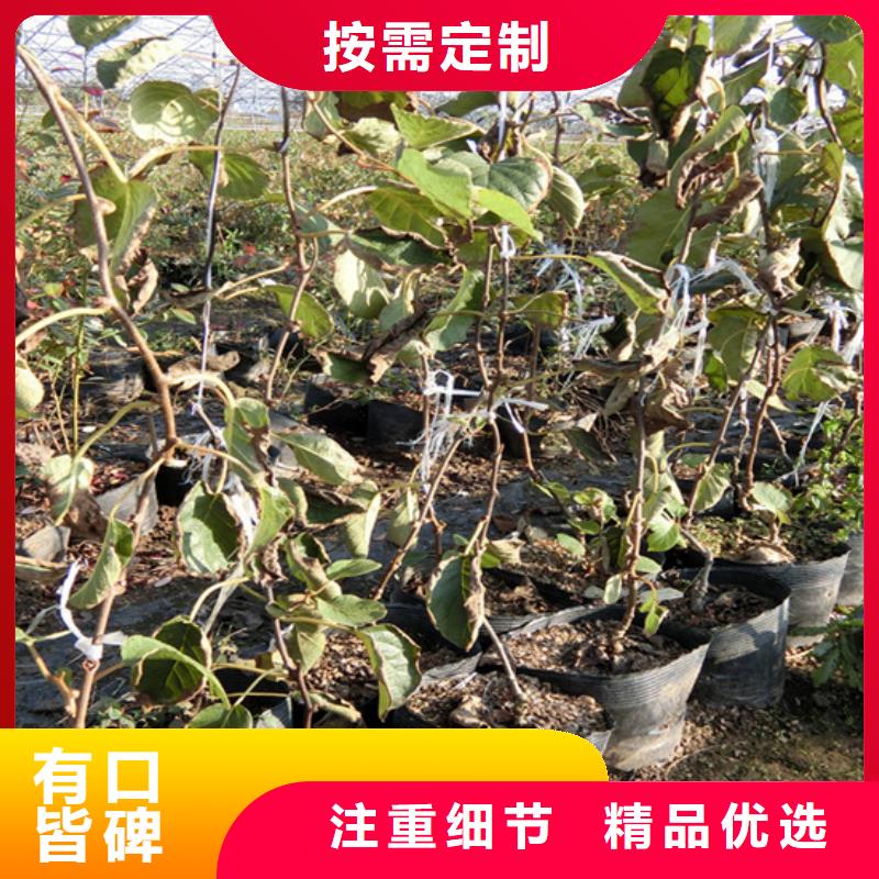 獼猴桃櫻桃苗大庫存無缺貨危機(jī)