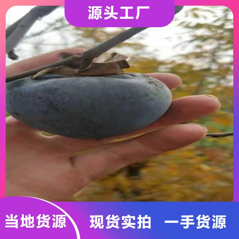 柿子,梨樹苗品質(zhì)保障價格合理