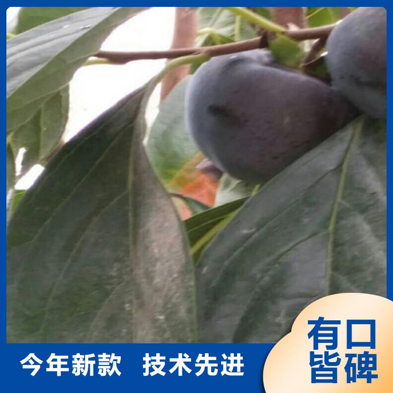 柿子櫻桃苗誠信經(jīng)營現(xiàn)貨現(xiàn)發(fā)
