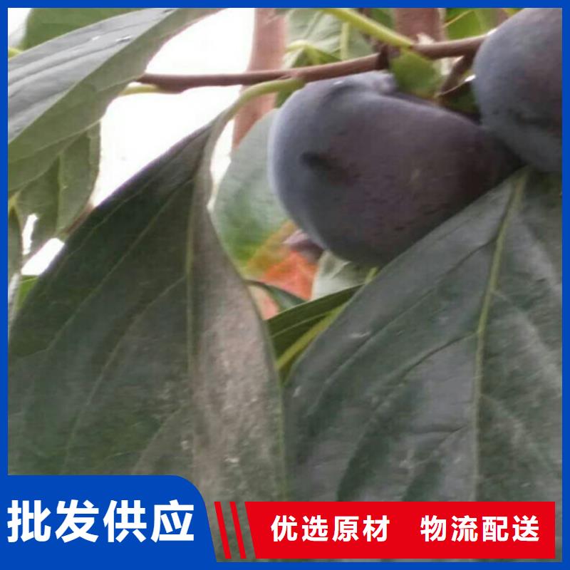 柿子石榴樹產地采購