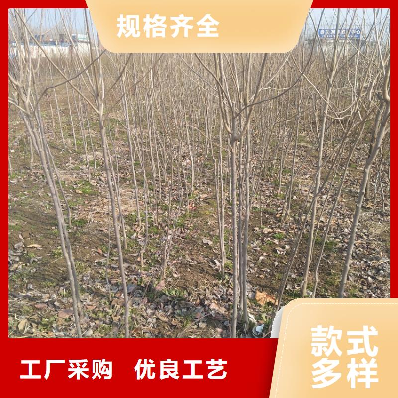 柿子_北美冬青價格實惠