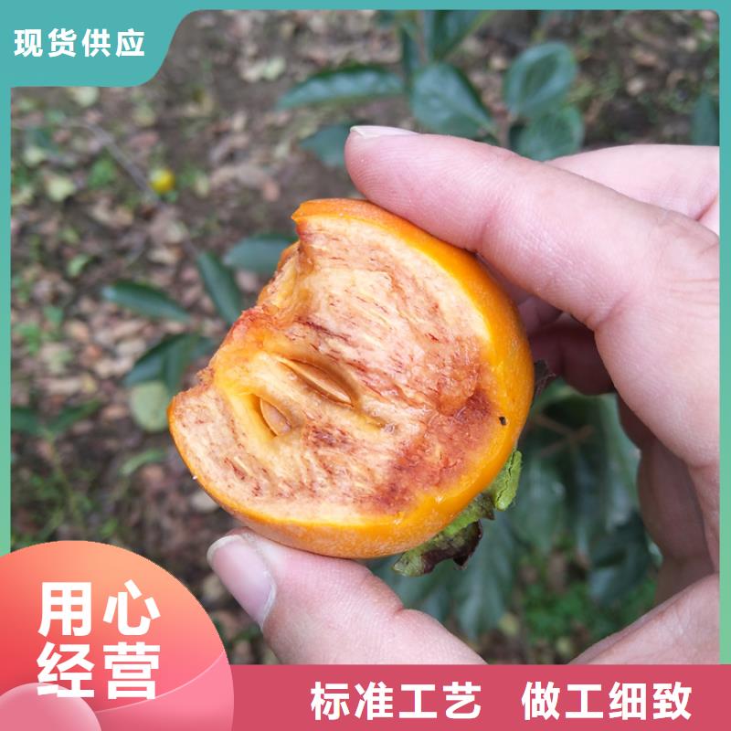 柿子櫻桃苗誠信經(jīng)營現(xiàn)貨現(xiàn)發(fā)