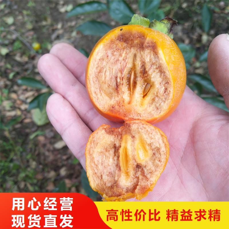 柿子苹果苗海量库存