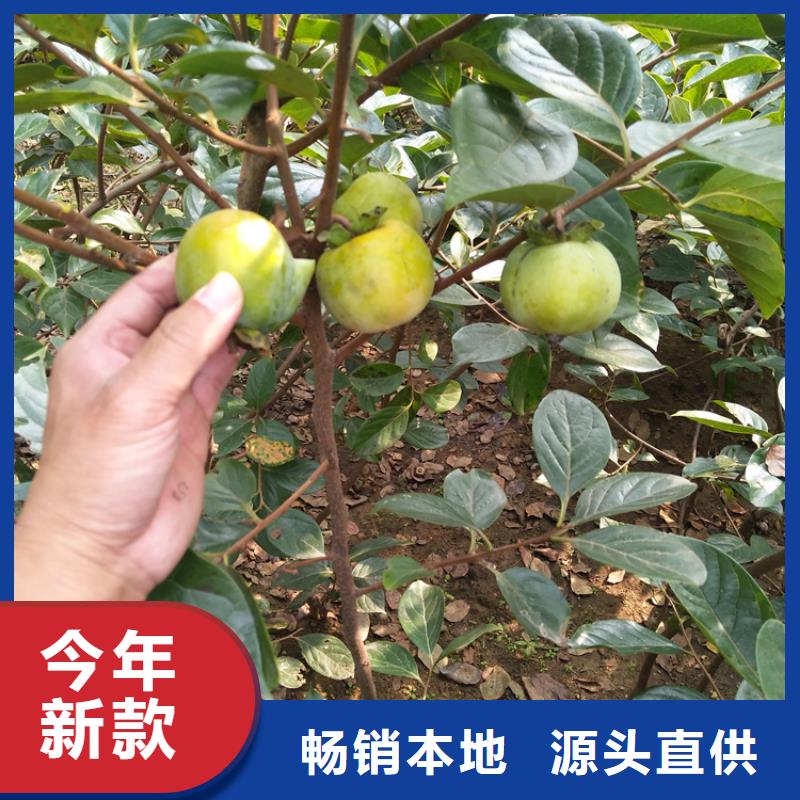 柿子櫻桃苗誠信經(jīng)營現(xiàn)貨現(xiàn)發(fā)