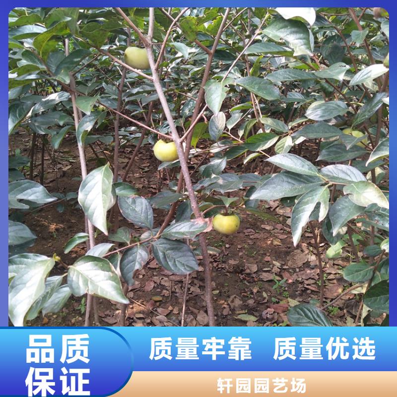 柿子北美冬青可零售可批发