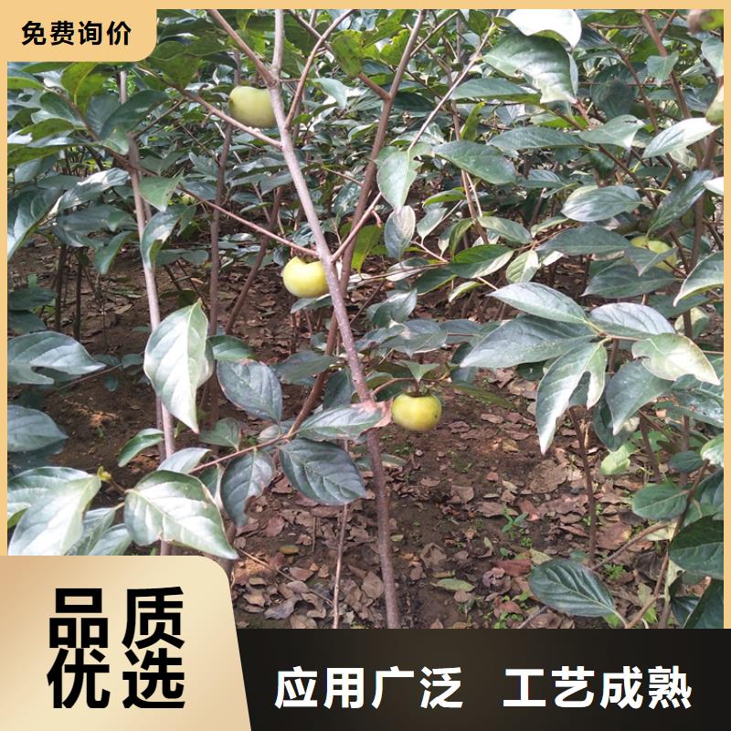 柿子西瓜苗生產經驗豐富