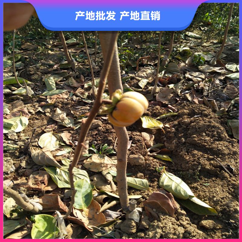 柿子櫻桃苗誠信經營現貨現發