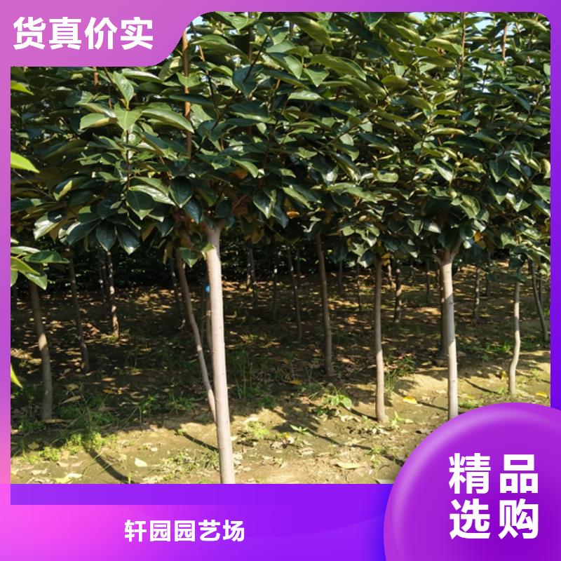 柿子西瓜苗生產經驗豐富