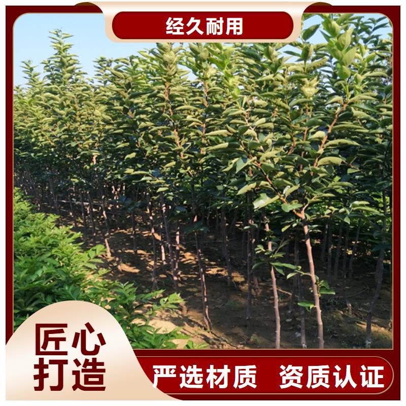 柿子櫻桃苗誠信經營現貨現發