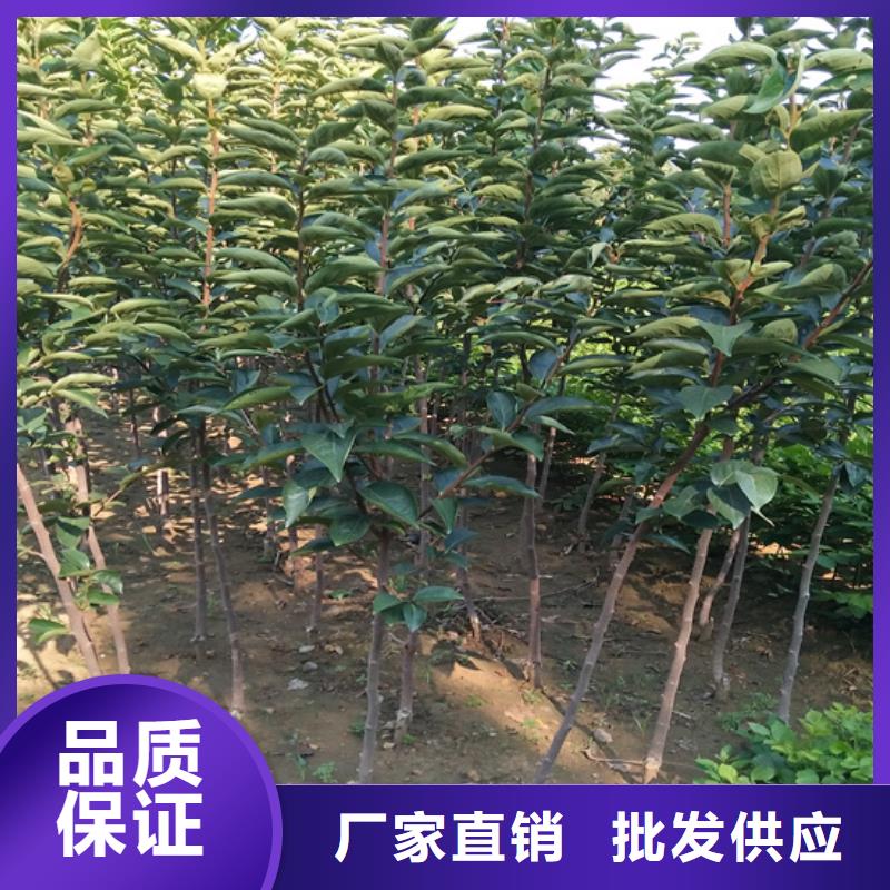 柿子杏樹苗工藝成熟