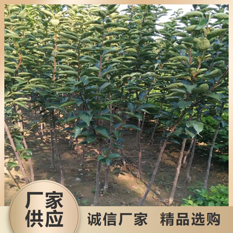 柿子,梨樹苗品質(zhì)保障價格合理