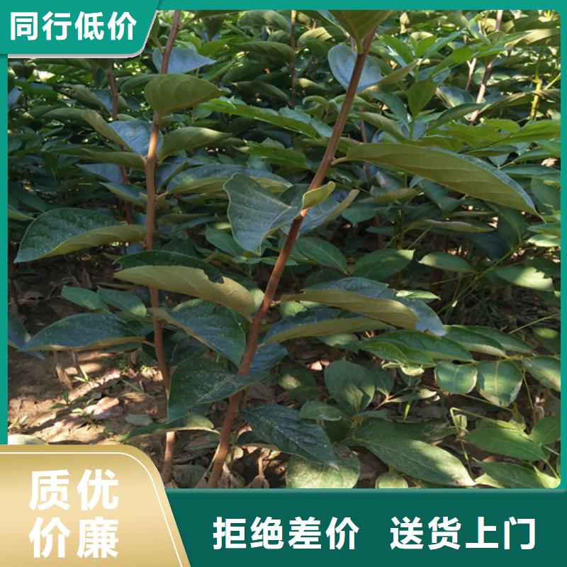 柿子-3公分石榴苗暢銷本地