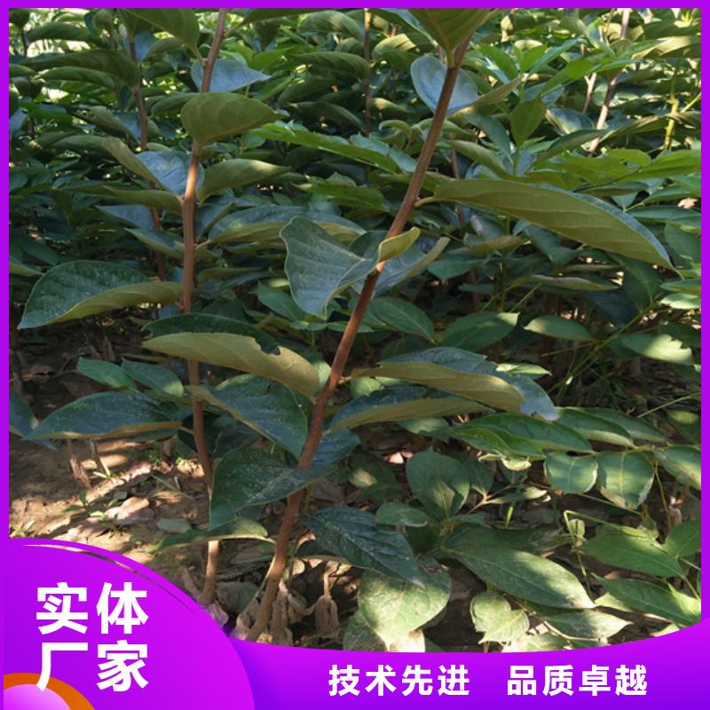 柿子杏樹苗工藝成熟