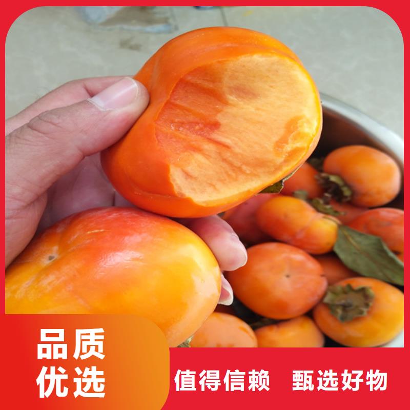 柿子櫻桃苗誠信經營現貨現發