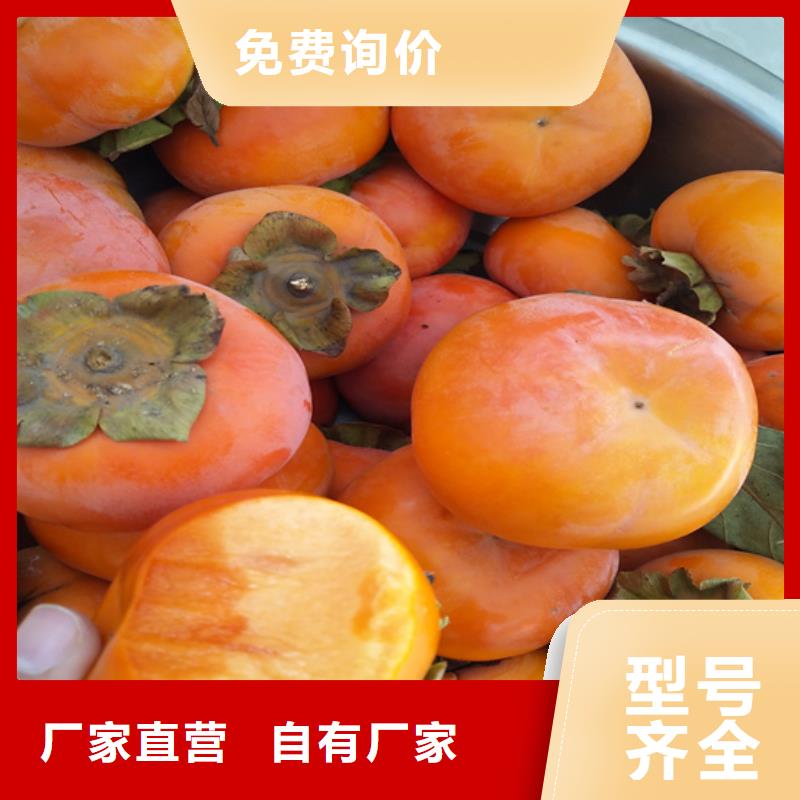 柿子西瓜苗生產經驗豐富