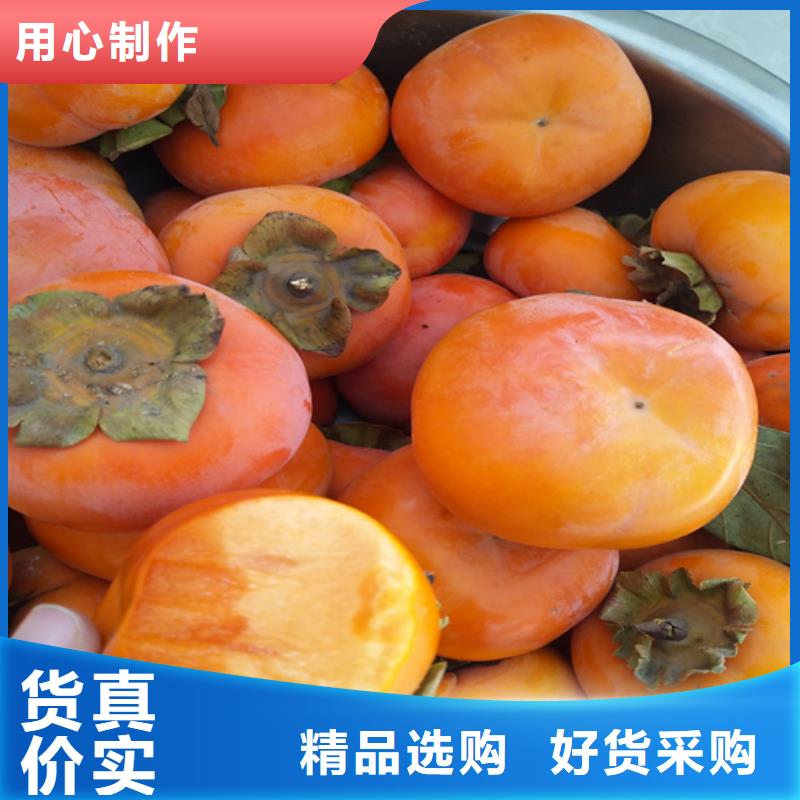 柿子桃樹苗安裝簡單