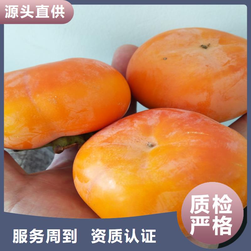 【柿子樱桃苗用心做好细节】